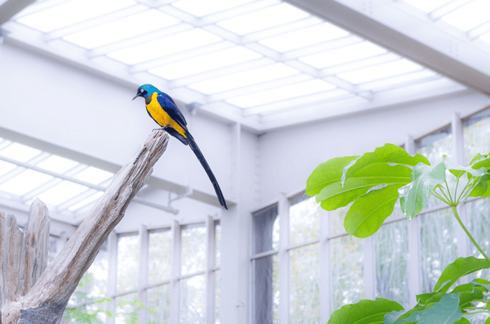 Aviary_Oct_31_Event-100-1